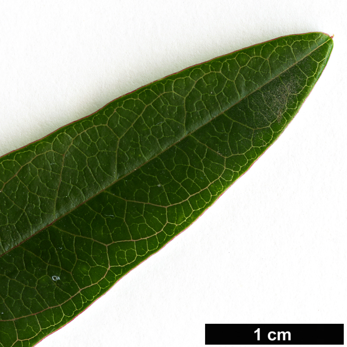 High resolution image: Family: Passifloraceae - Genus: Passiflora - Taxon: caerulea